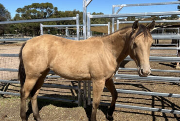 Amber Champagne QH Filly