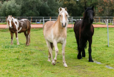 Helga – Rising 3-Year-Old Haflinger Filly