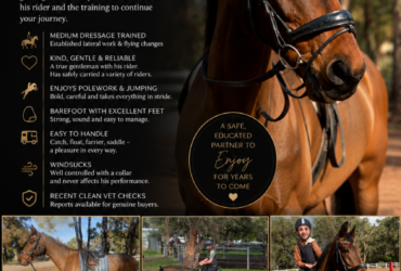 Genuine Dressage/All round schoolmaster