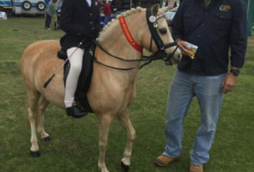 Beautiful leadrien pony