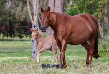 HSH Proven Broodmare