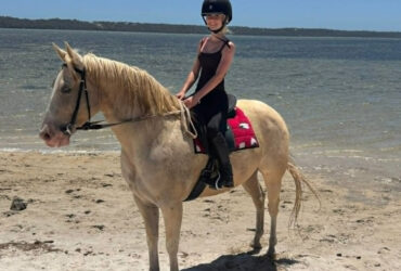 Beautiful natured Quarter Horse