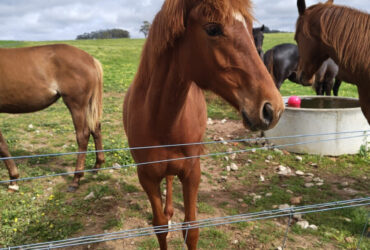 Trakehner x Andalusian Filly