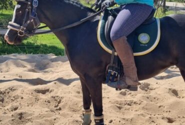 Beautiful natured part-welsh mare