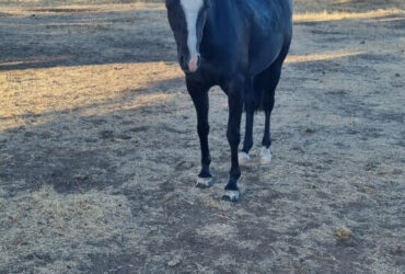 Beautiful natured part-welsh mare