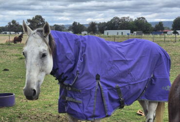 Zeus, 15 yo 16.3 h grey tb gelding.