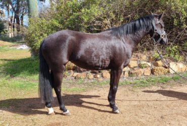 Beautiful natured part-welsh mare