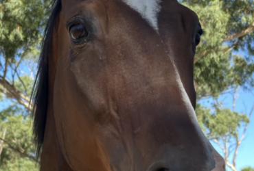 Affectionate Warmblood Mare