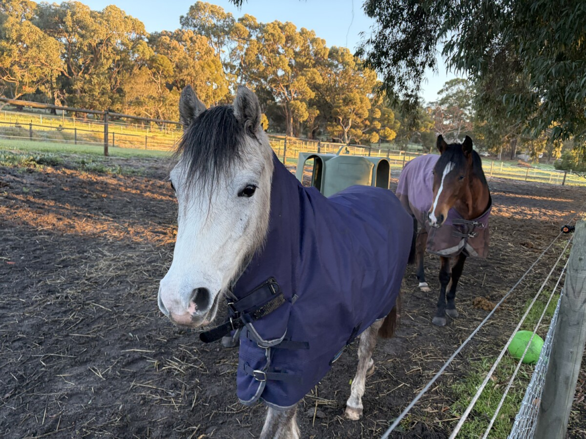 Unbroken registered welsh pony