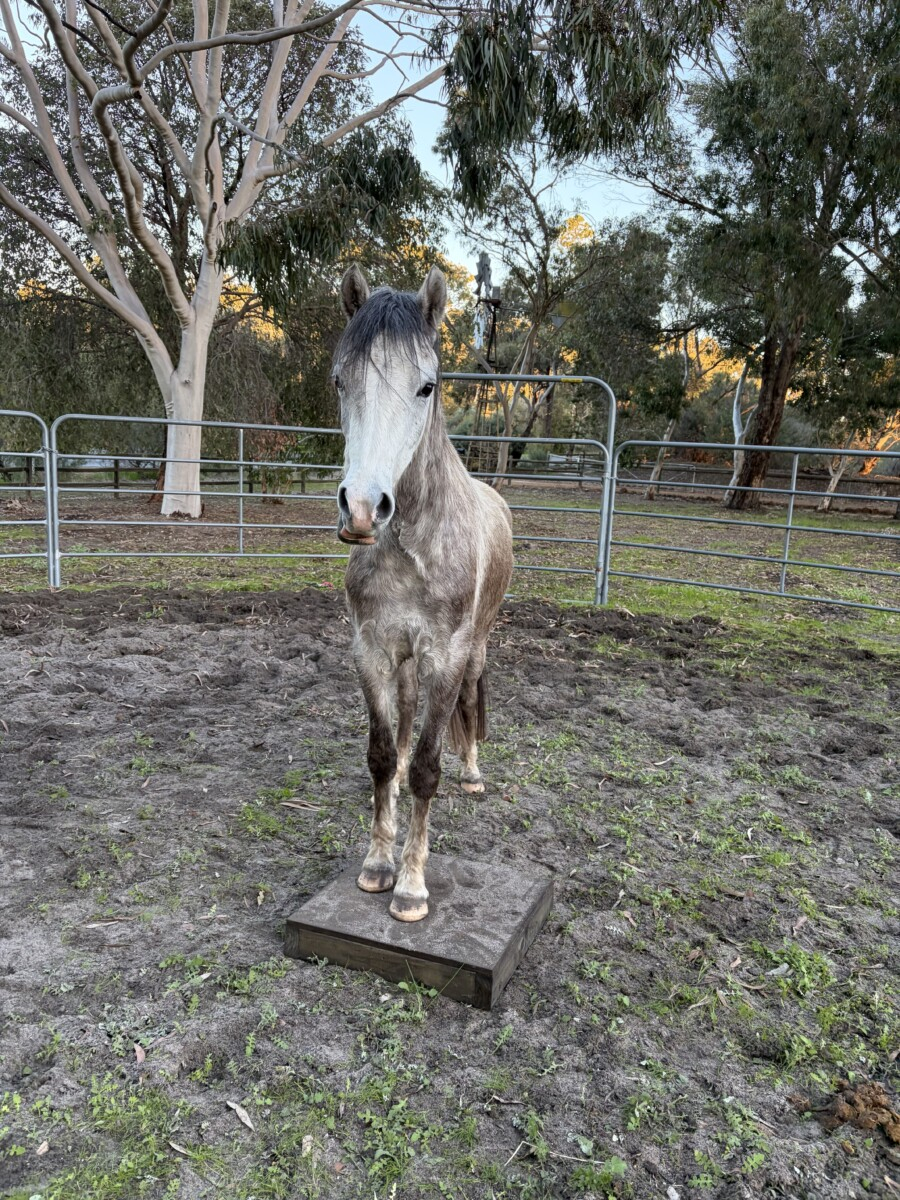 Unbroken registered welsh pony