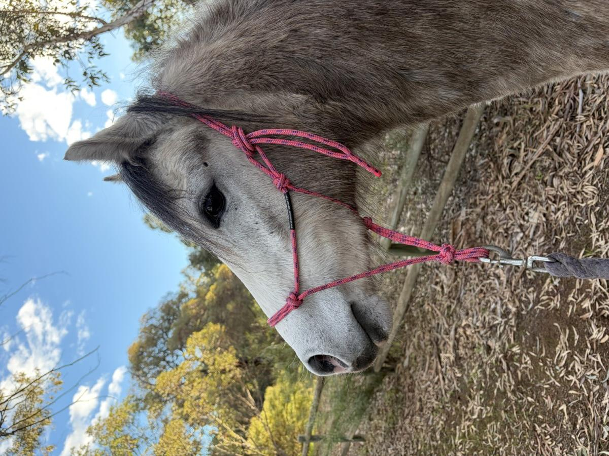 Unbroken registered welsh pony