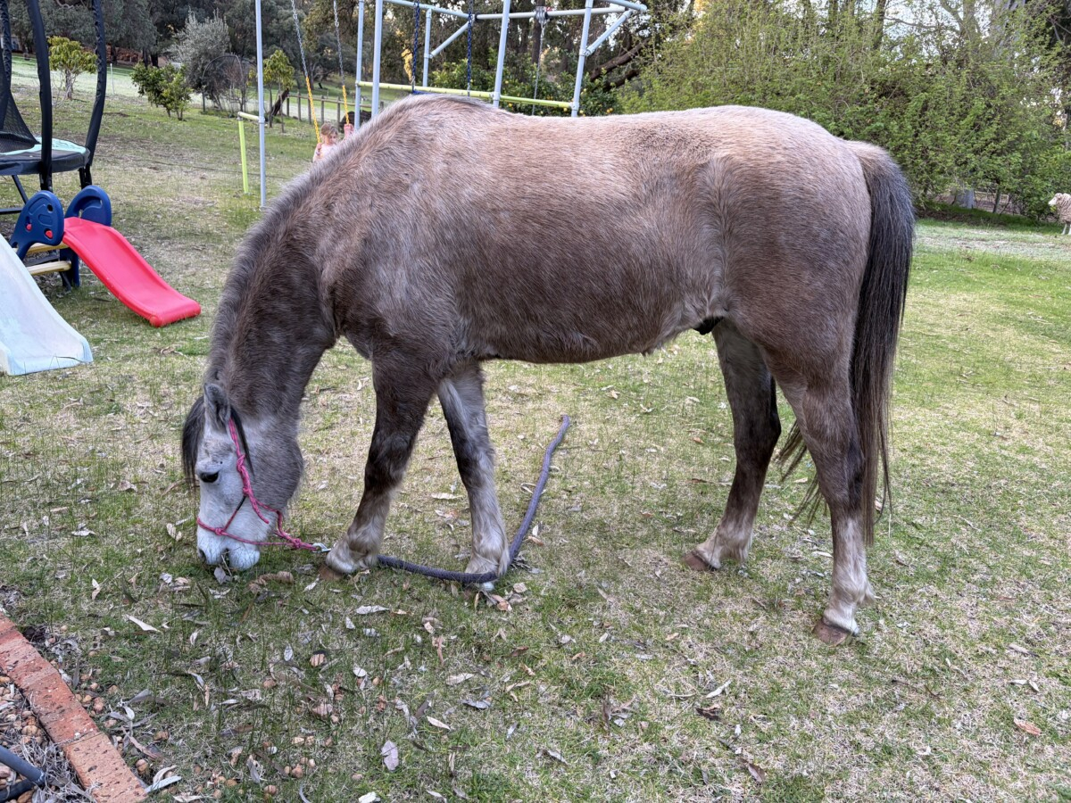 Unbroken registered welsh pony
