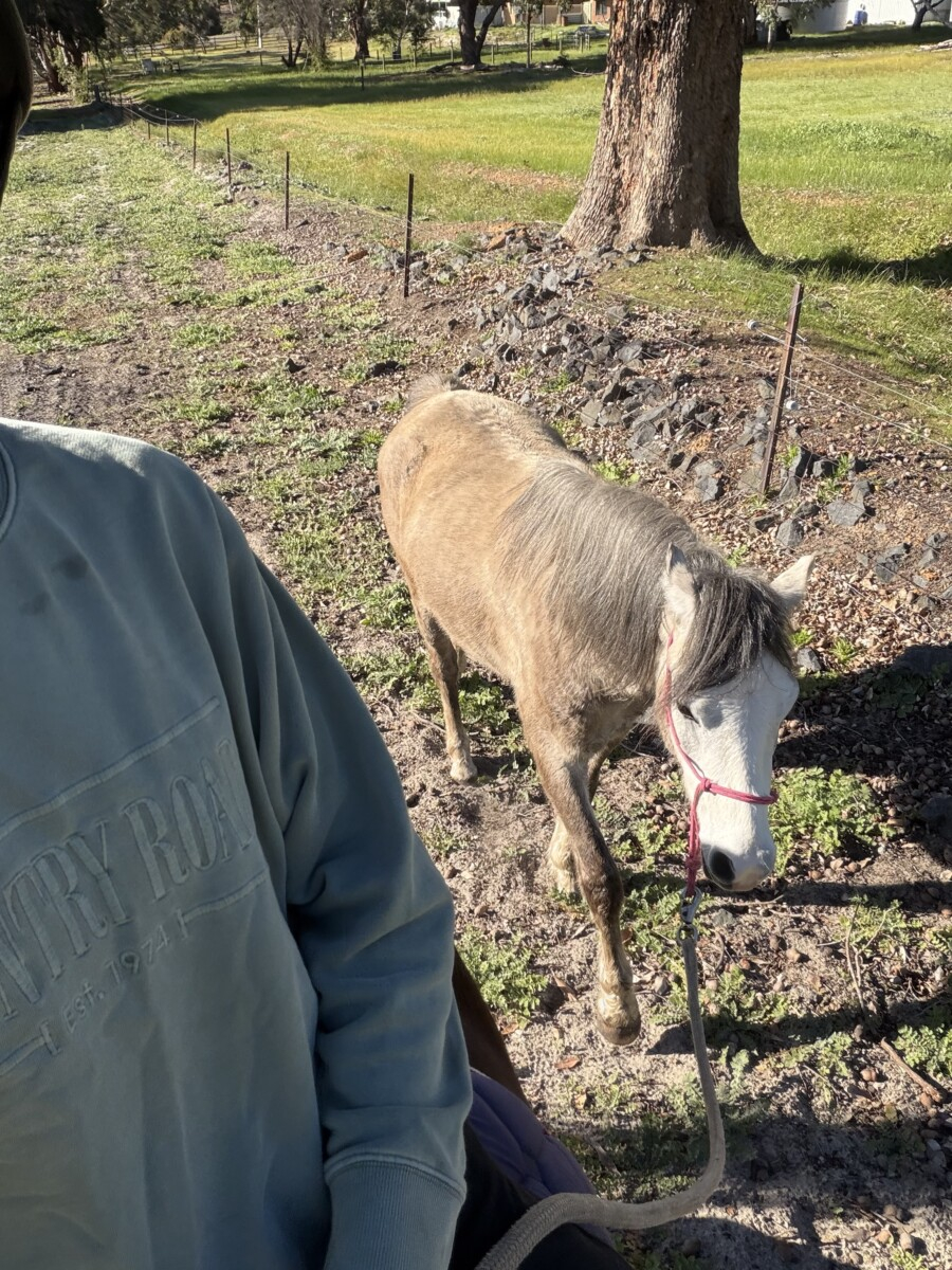 Unbroken registered welsh pony