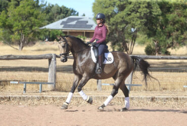 A Lovely Big Warmblood x Quater Horse