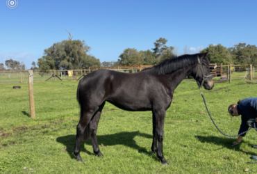 Jet Black Welsh Warmblood Filly