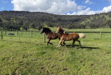 Sporthorse yearling filly