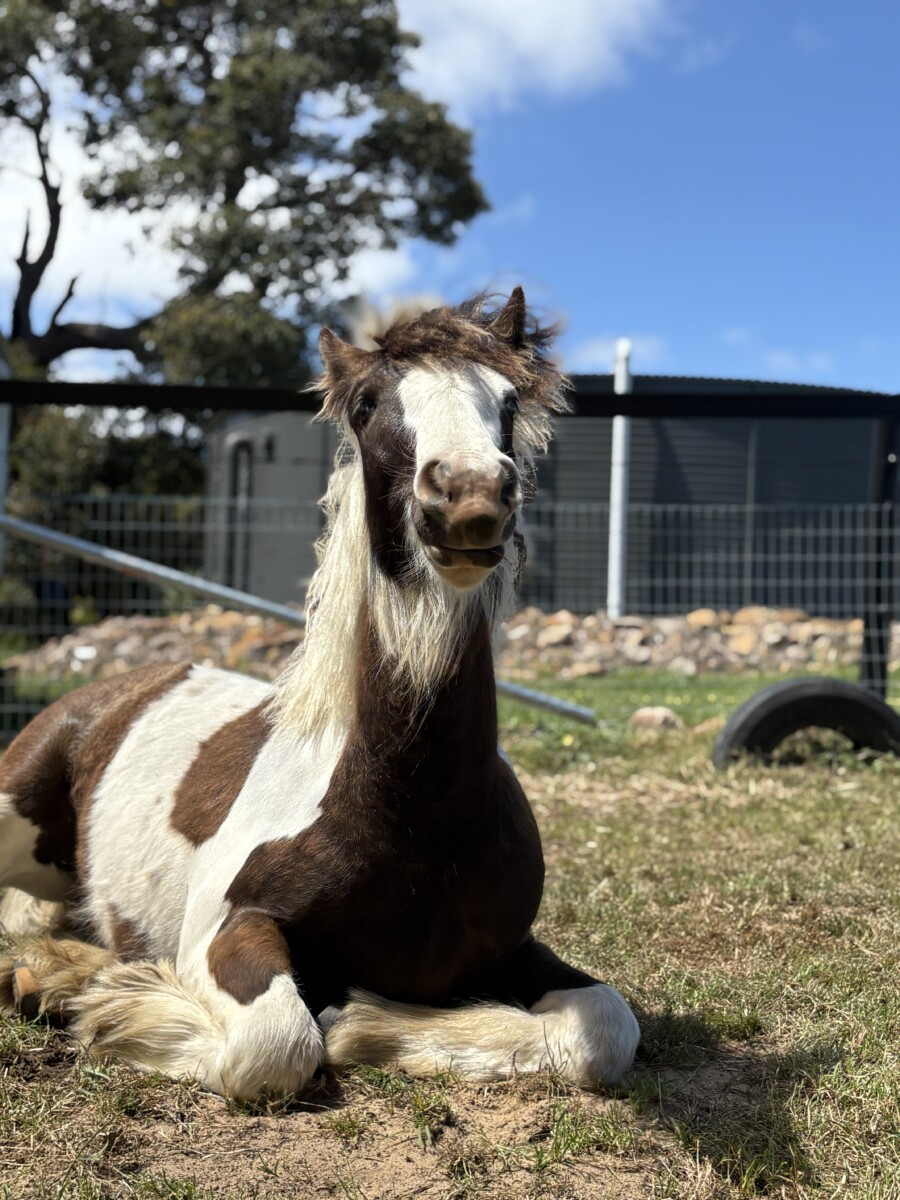 Registered Purebred Gypsy Cob Filly | TO/TO Homozygous Tobiano | Blue Eyed