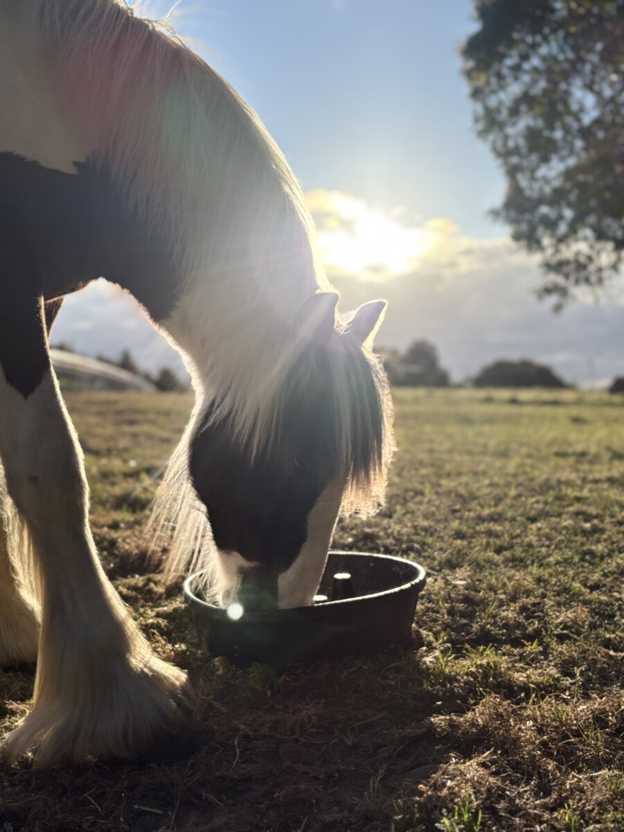 Registered Purebred Gypsy Cob Filly | TO/TO Homozygous Tobiano | Blue Eyed
