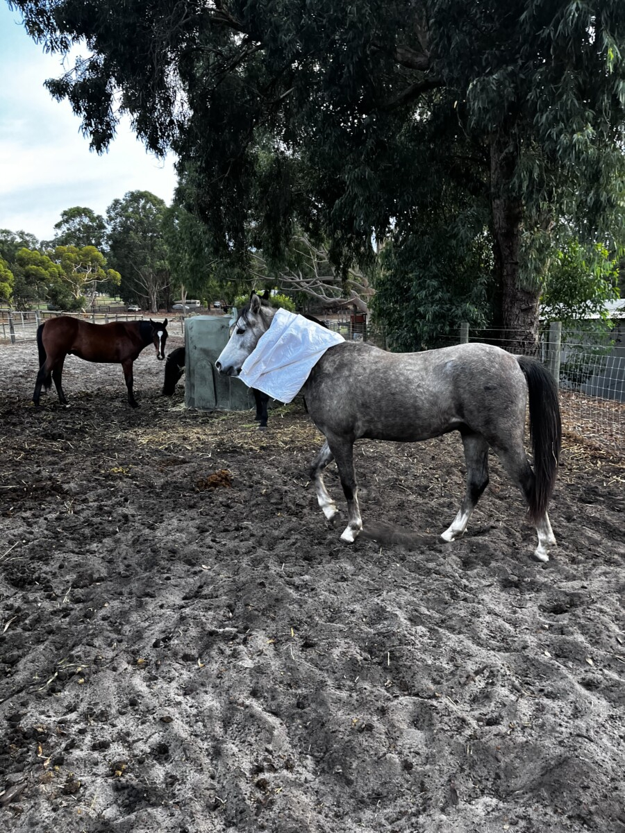 Unbroken registered welsh pony