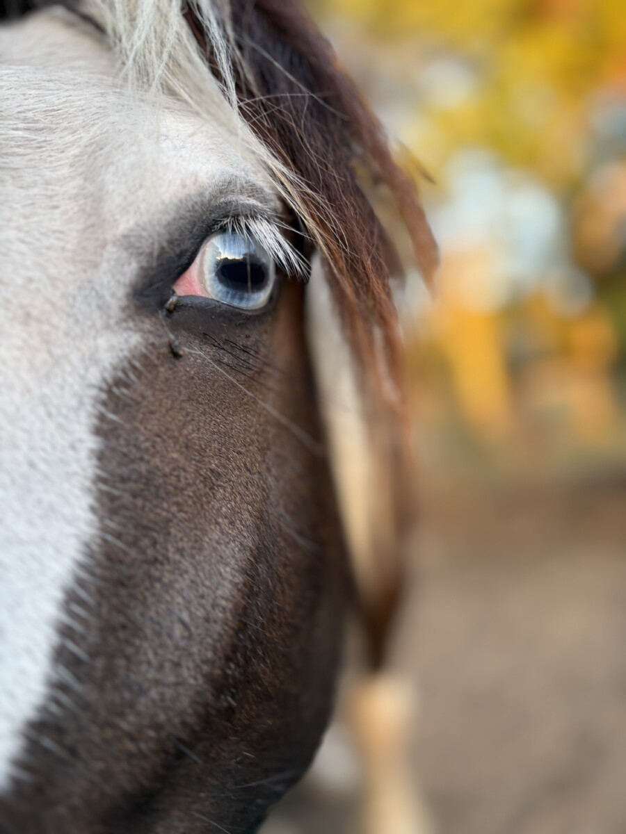 Registered Purebred Gypsy Cob Filly | TO/TO Homozygous Tobiano | Blue Eyed