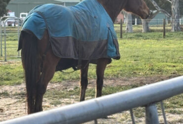 Thoroughbred gelding
