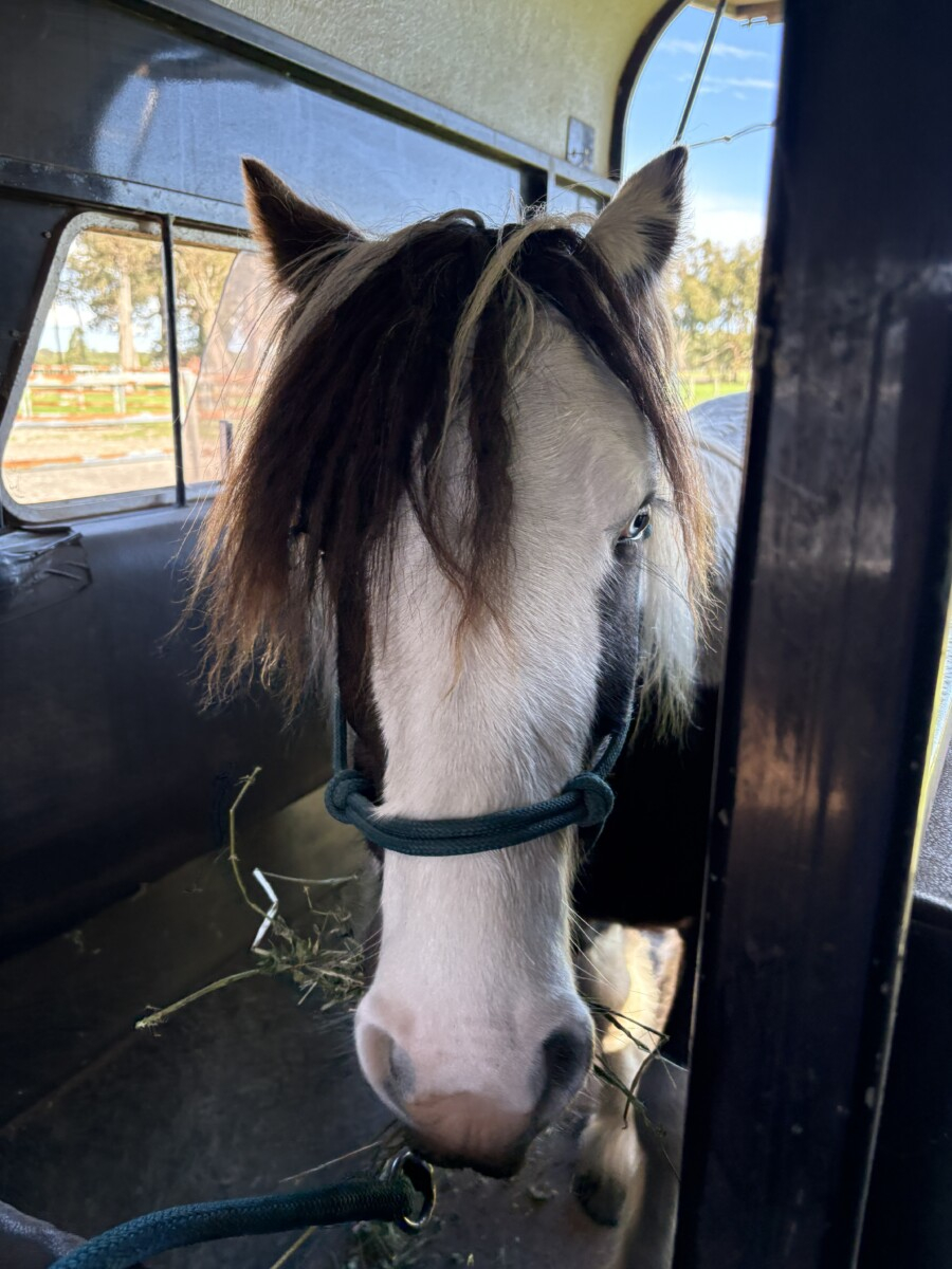 Registered Purebred Gypsy Cob Filly | TO/TO Homozygous Tobiano | Blue Eyed
