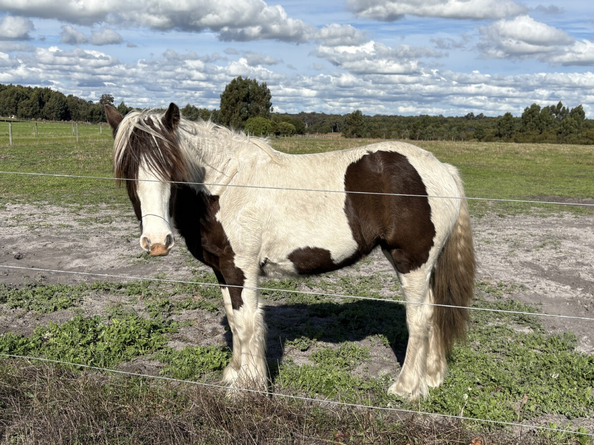 Registered Purebred Gypsy Cob Filly | TO/TO Homozygous Tobiano | Blue Eyed