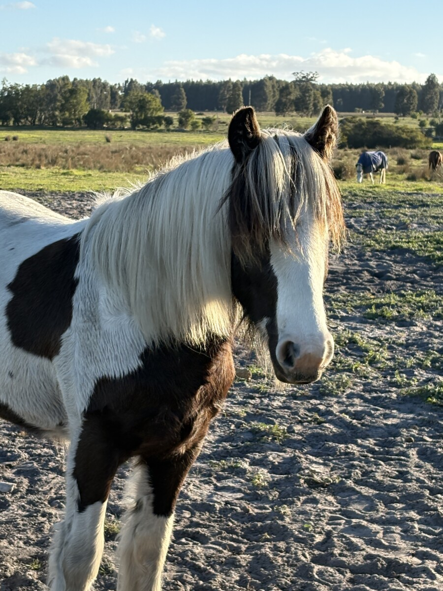 Registered Purebred Gypsy Cob Filly | TO/TO Homozygous Tobiano | Blue Eyed