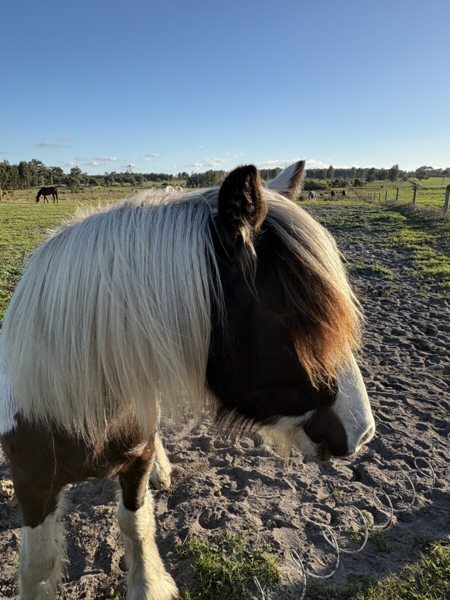 Registered Purebred Gypsy Cob Filly | TO/TO Homozygous Tobiano | Blue Eyed