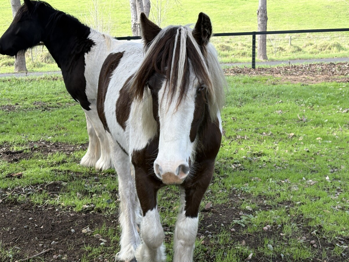 Registered Purebred Gypsy Cob Filly | TO/TO Homozygous Tobiano | Blue Eyed
