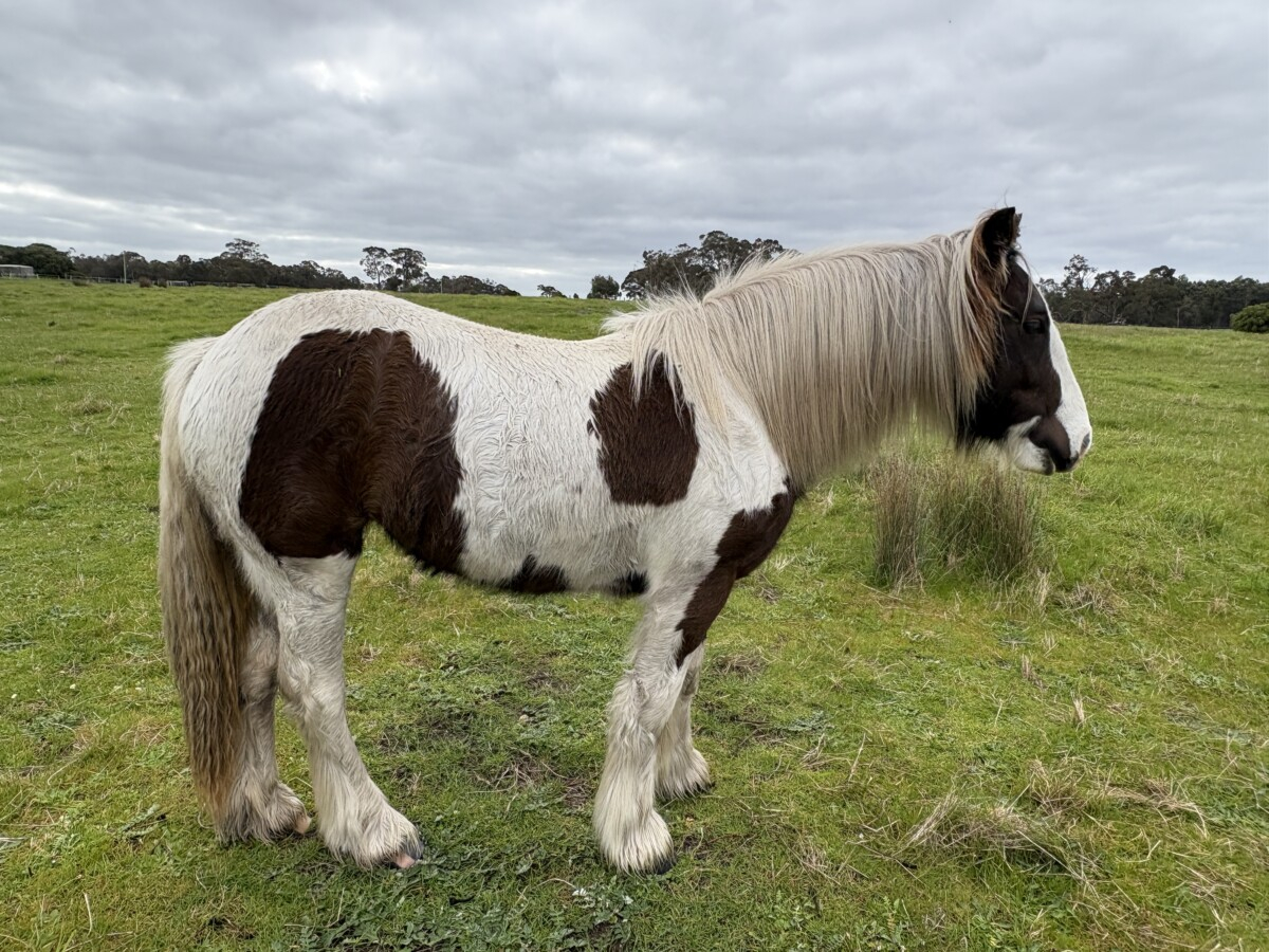 Registered Purebred Gypsy Cob Filly | TO/TO Homozygous Tobiano | Blue Eyed
