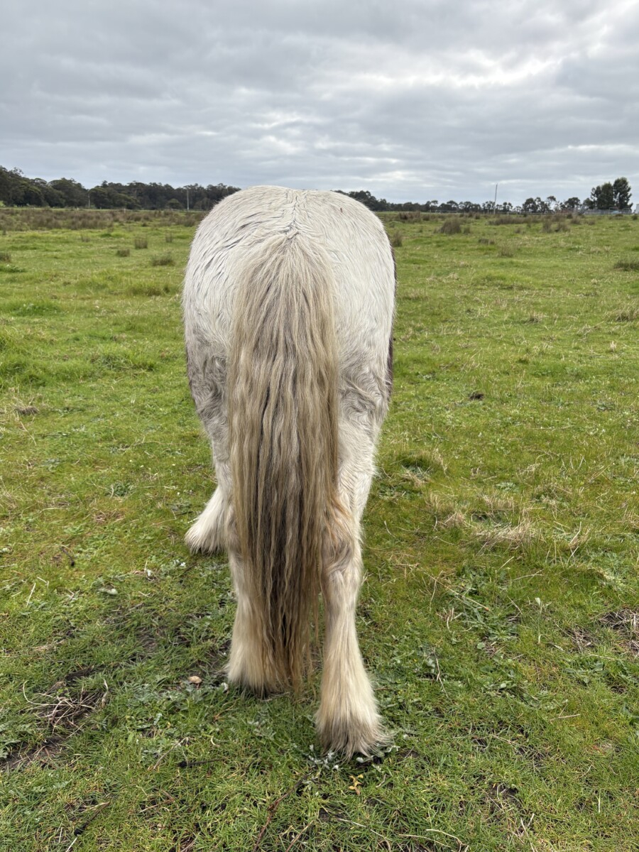 Registered Purebred Gypsy Cob Filly | TO/TO Homozygous Tobiano | Blue Eyed