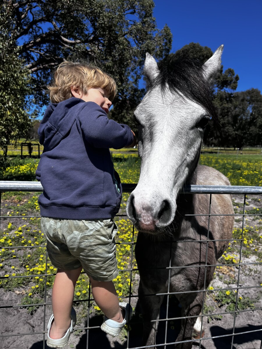 Unbroken registered welsh pony