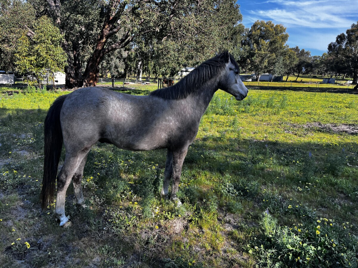 Unbroken registered welsh pony