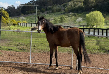 Beautiful All-Rounder Horse – Ready for a New Home