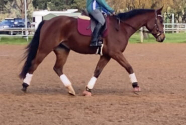 5 Year old Australian warmblood Gelding By Salzburg (Imp)