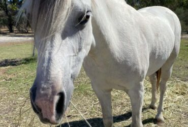 Unicorn Mothers Dream Pony