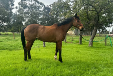 Competitive experienced eventing TB