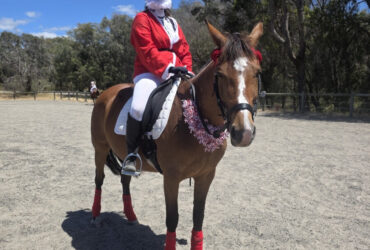 Great sj bloodlines to breed or ride