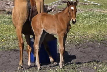 Thompson Prophecy stockhorse filly
