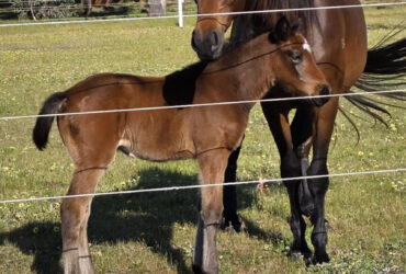 Stockhorse filly
