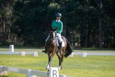 Impressive Welsh Cob Warmblood