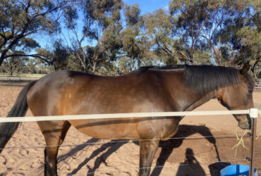 Stunning Thoroughbred Mare