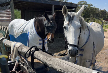 11 year old grey warmblood x german riding pony