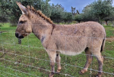 4 x DONKEYS