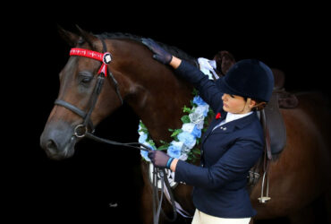 Quality Dressage/Show Horse