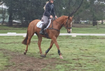 All rounder stock horse