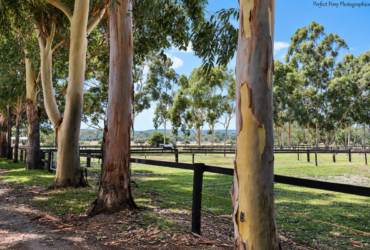 Agistment Available – Thistle Park Equestrian