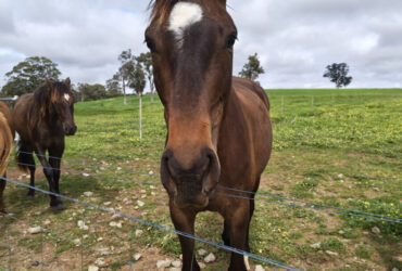 ELITE EVENTING PROSPECT SUIT AMBITOUS RIDER