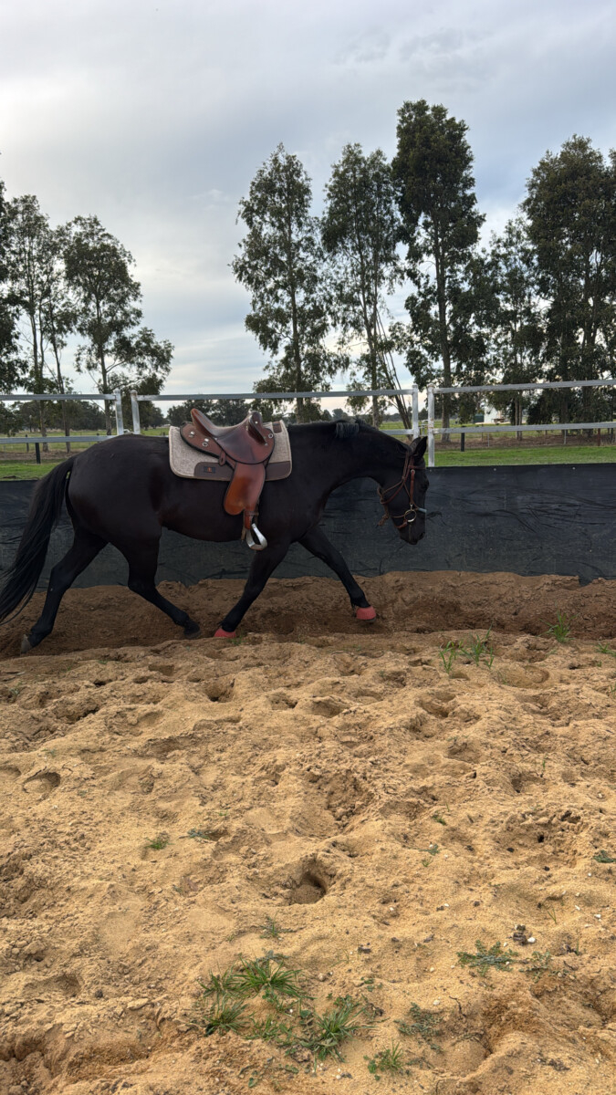 Registered Stockhorse Gelding, show quality